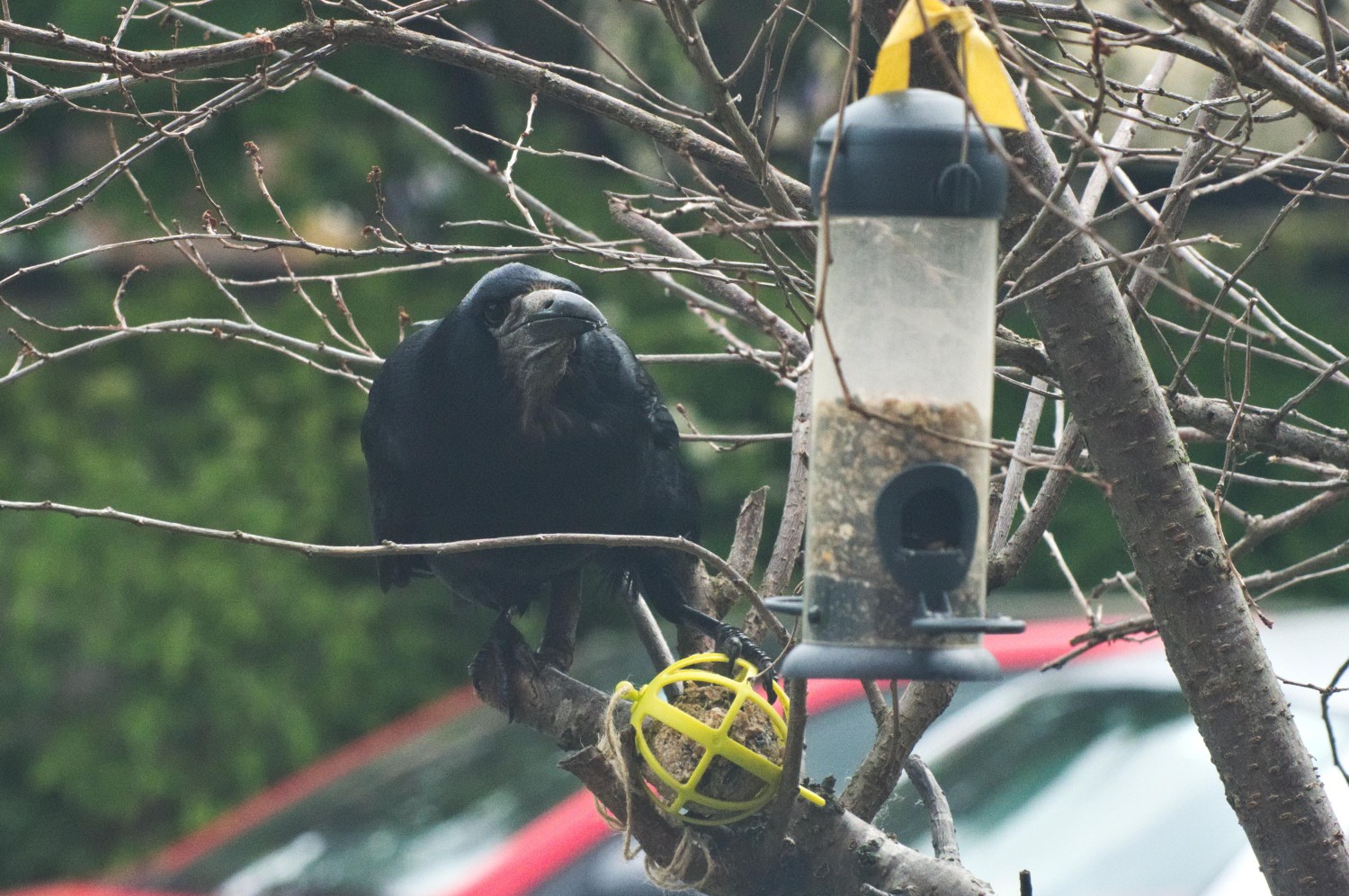 livebirdspoland_61d24e685c7c93091b210c01e96e655c.jpg