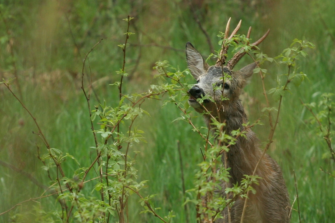 livebirdspoland_f9f3ff04473b22abbb468350c9d7c532.png