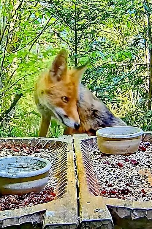 livebirdspoland_f5aa2c89298e171967177a000cfe5e19.jpg
