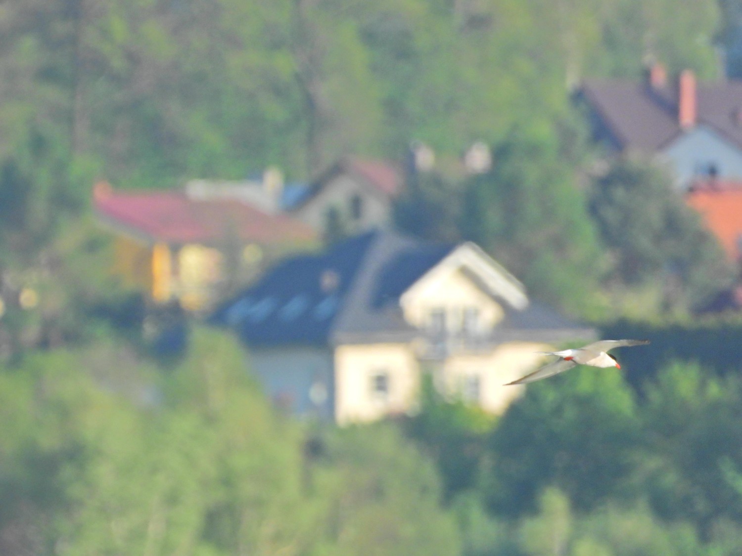livebirdspoland_9d74d6b4959dba4e571922850a8f6a83.jpg