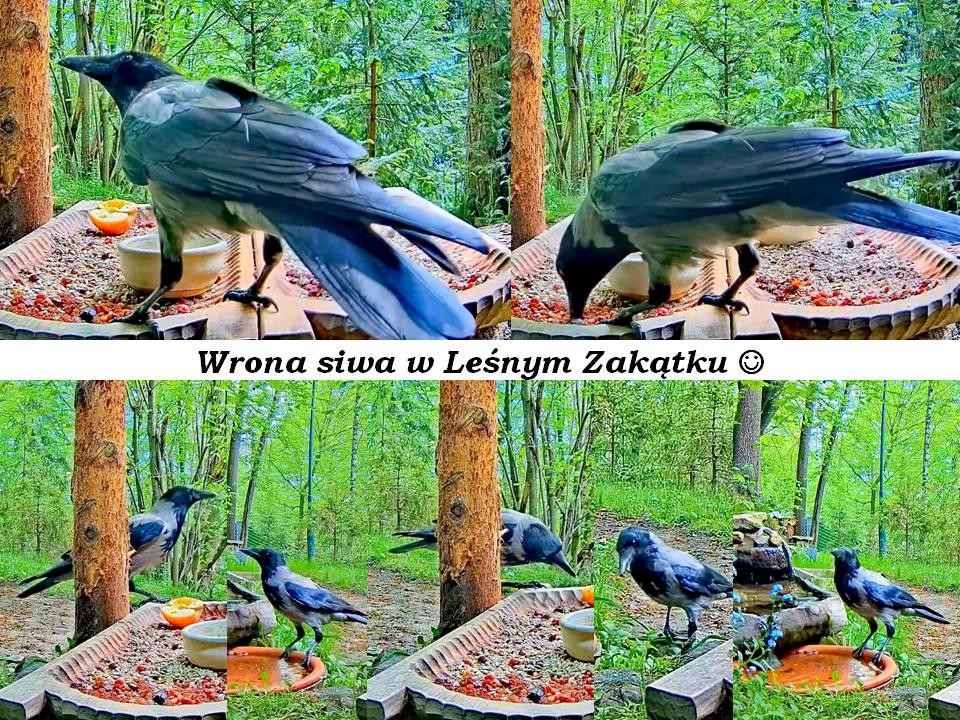 livebirdspoland_b92b7b94f818610c4d85b354e8a7eaae.jpg