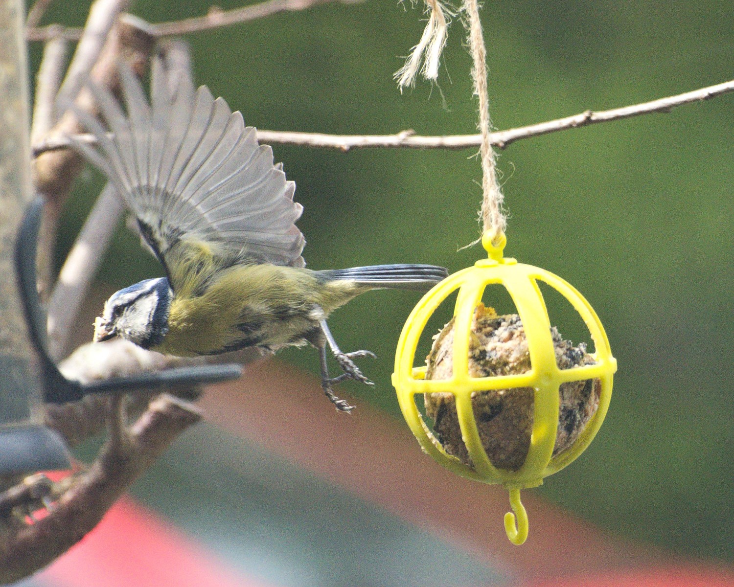 livebirdspoland_b3d56e622128e2fe3e7ade52f140e931.jpg