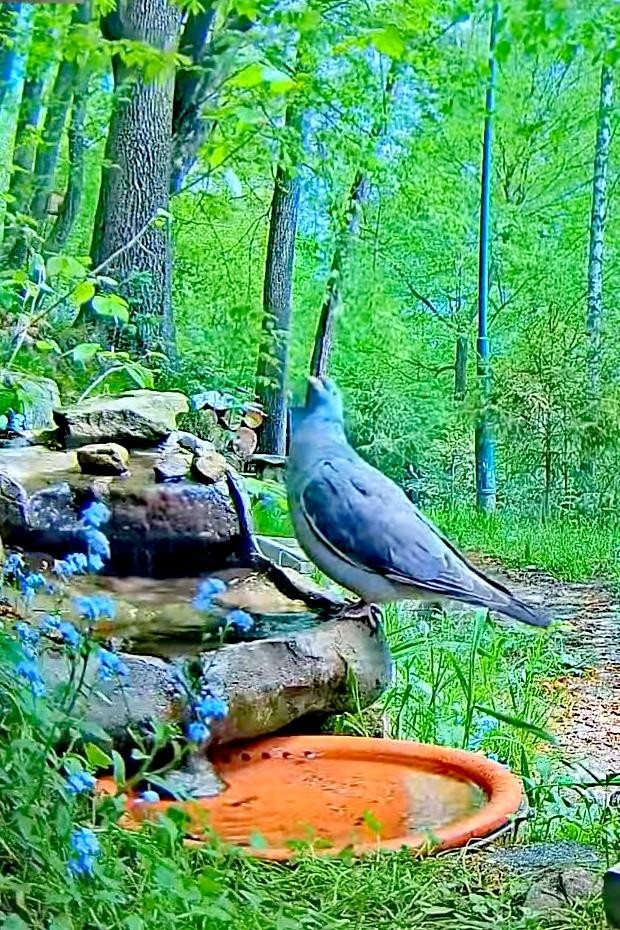 livebirdspoland_65f86c4e2cc40480c03894be6b97d264.jpg