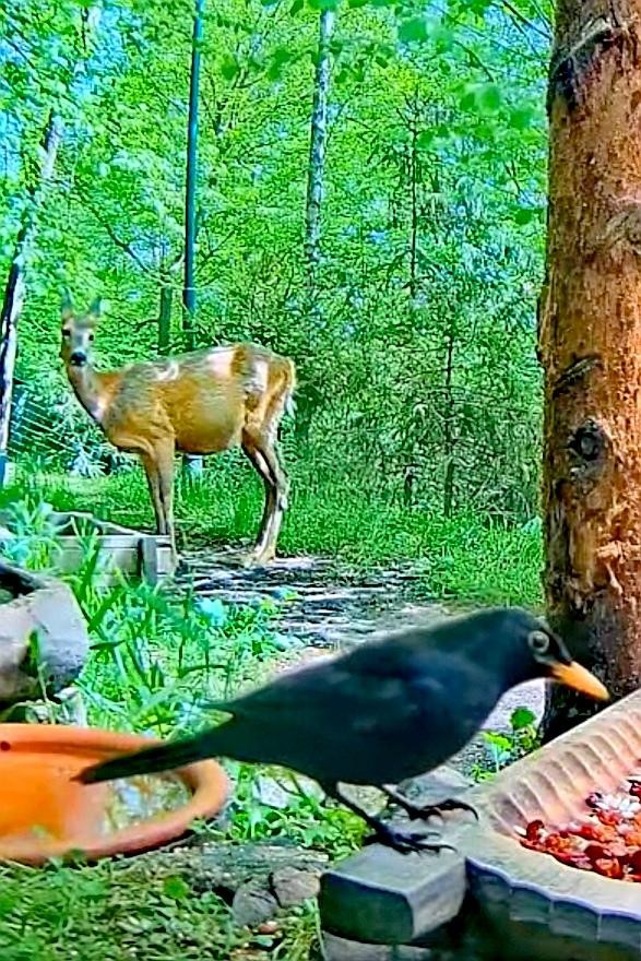livebirdspoland_2557d670109136ef95a1de0070c08071.jpg