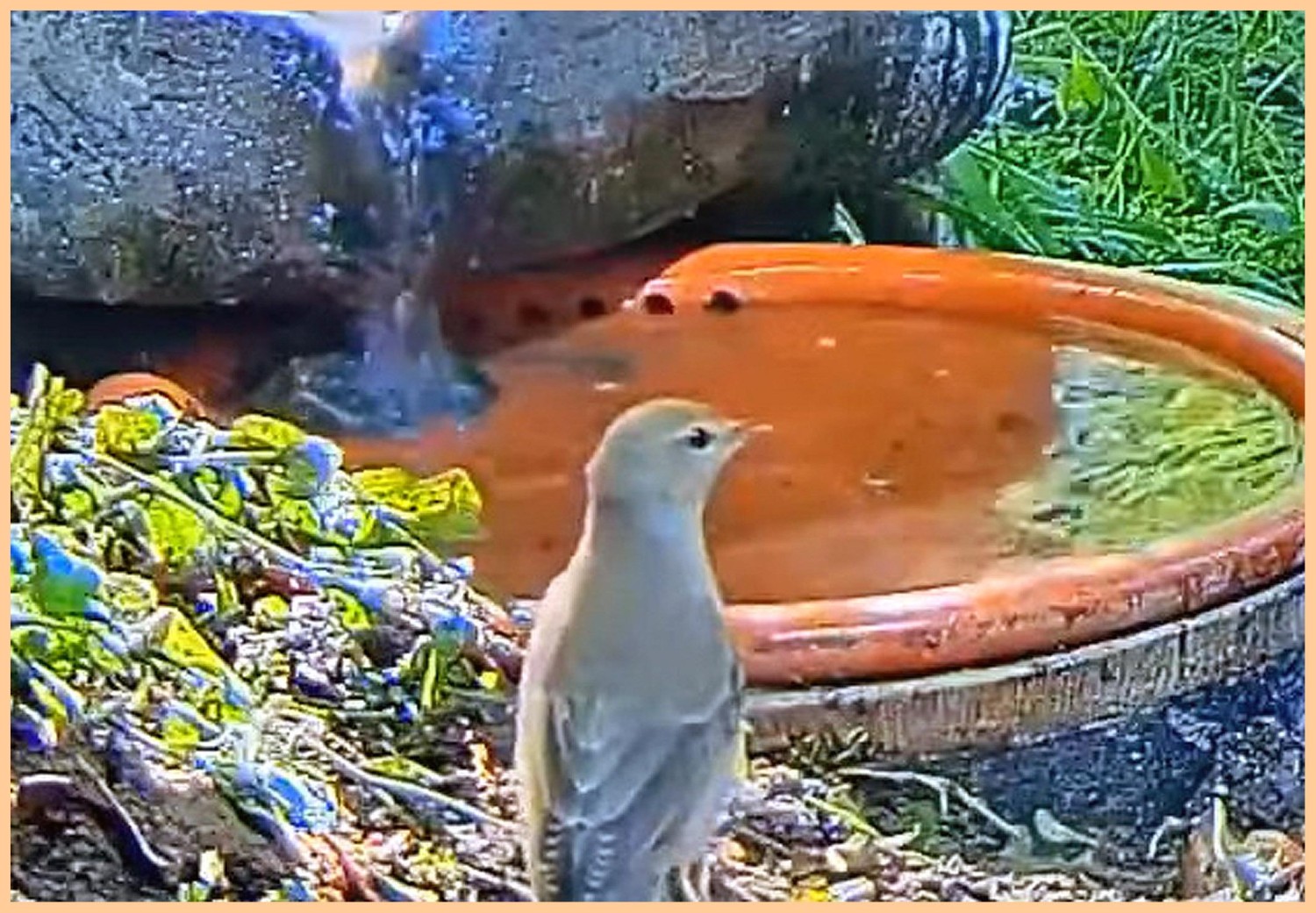 livebirdspoland_bd478188e0f42f0a609e07660126826c.jpg