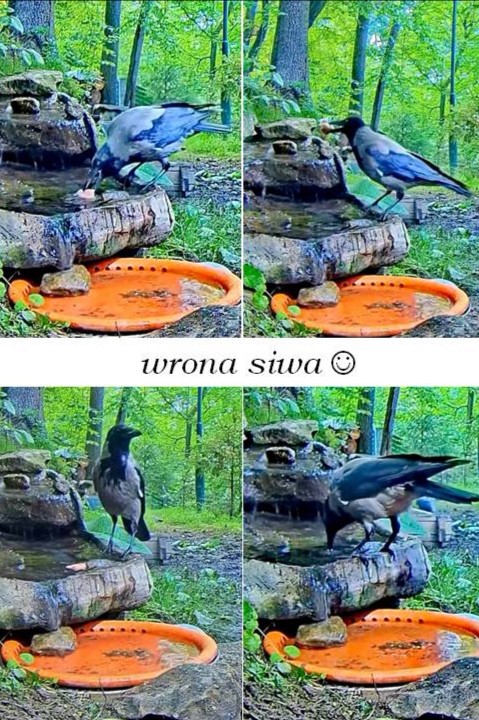 livebirdspoland_e7359ab36f337cfbc8ba96dc1795f57f.jpg