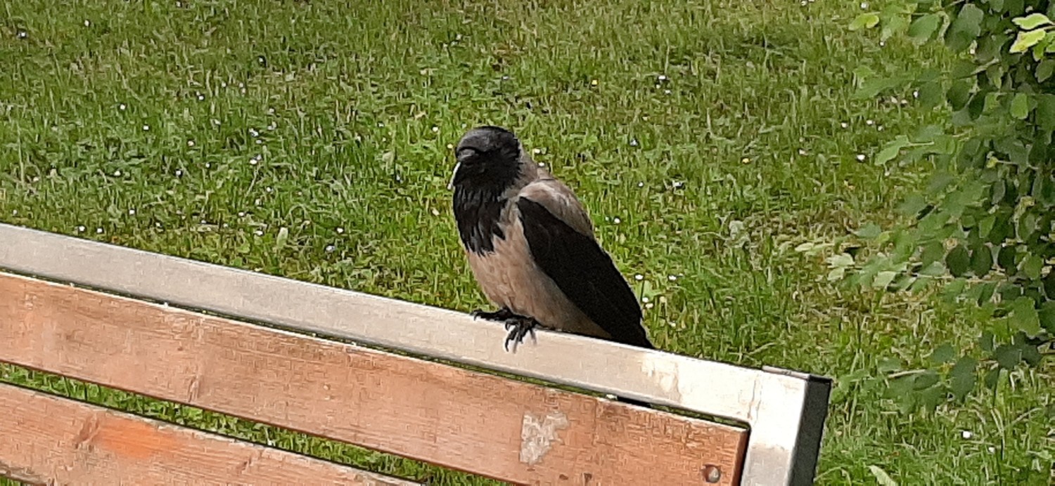 livebirdspoland_420a18005ec1e3c58119174a46c1c988.jpg
