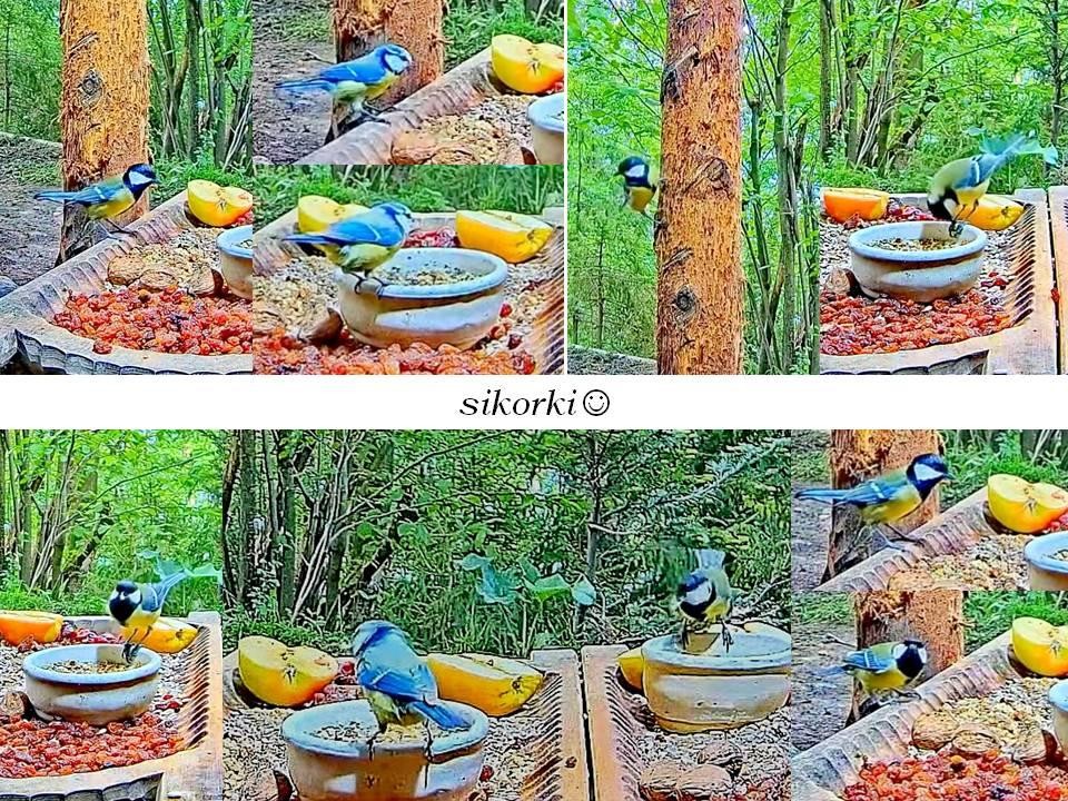 livebirdspoland_7ddc1439914847b7f0a9d653fbf9a046.jpg