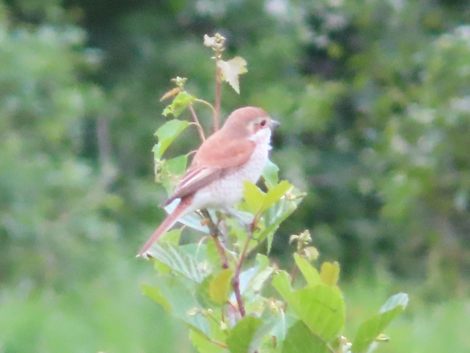 livebirdspoland_a30ad572a0a7e0d82fe37dcb99af5b47.jpg