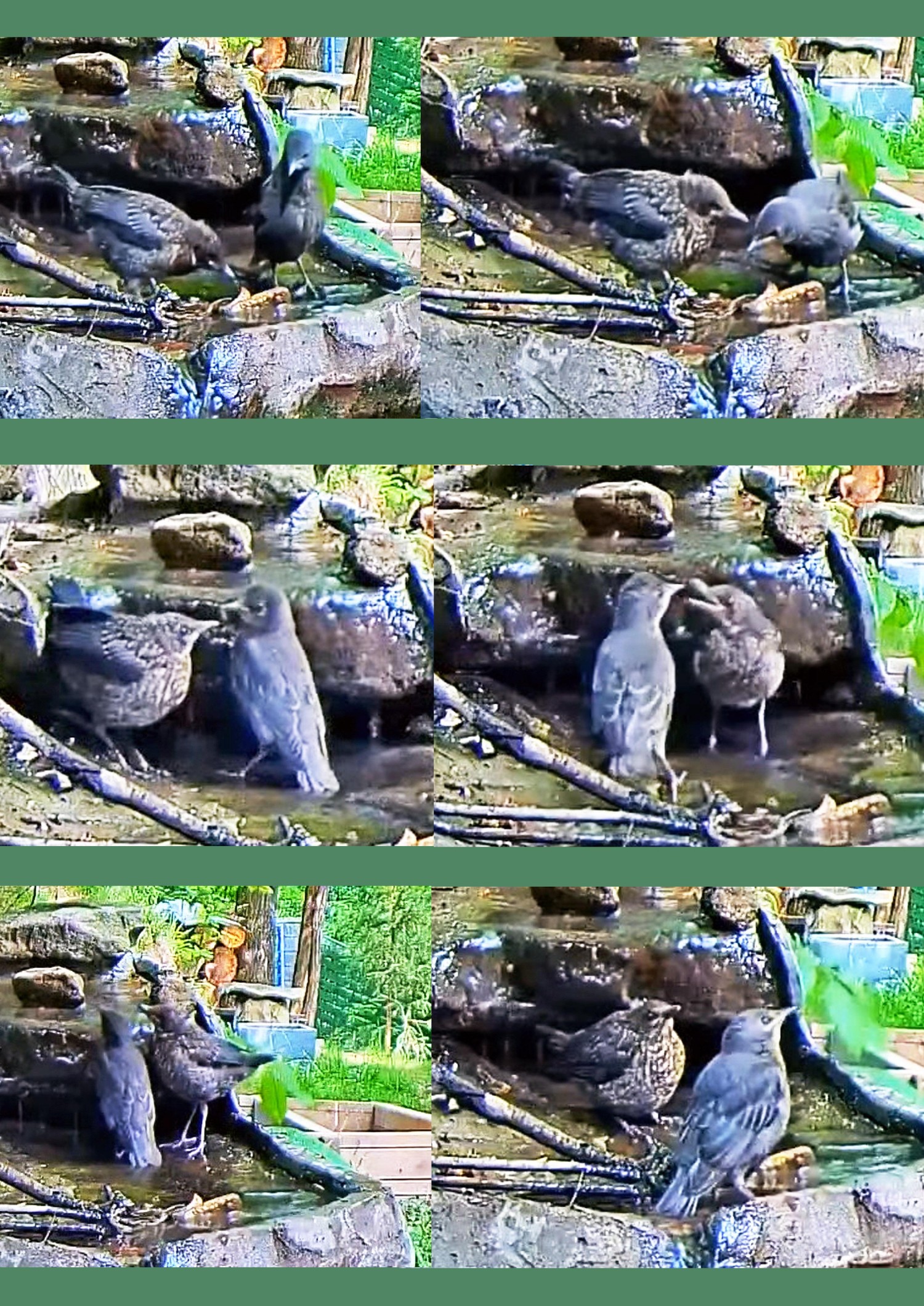 livebirdspoland_868a12c28d2f19212594ceb03b552e3b.jpg