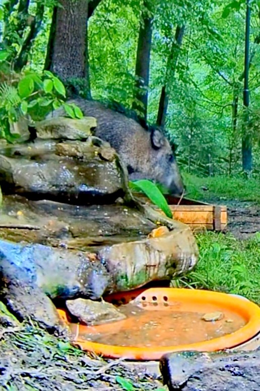 livebirdspoland_4008c54f8d064436a08056e9ed6c4938.jpg