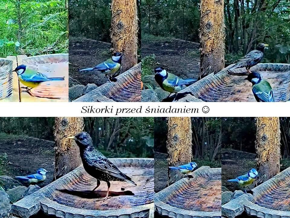 livebirdspoland_34c5d6c21d17da4fab13c90e0af6ef39.jpg