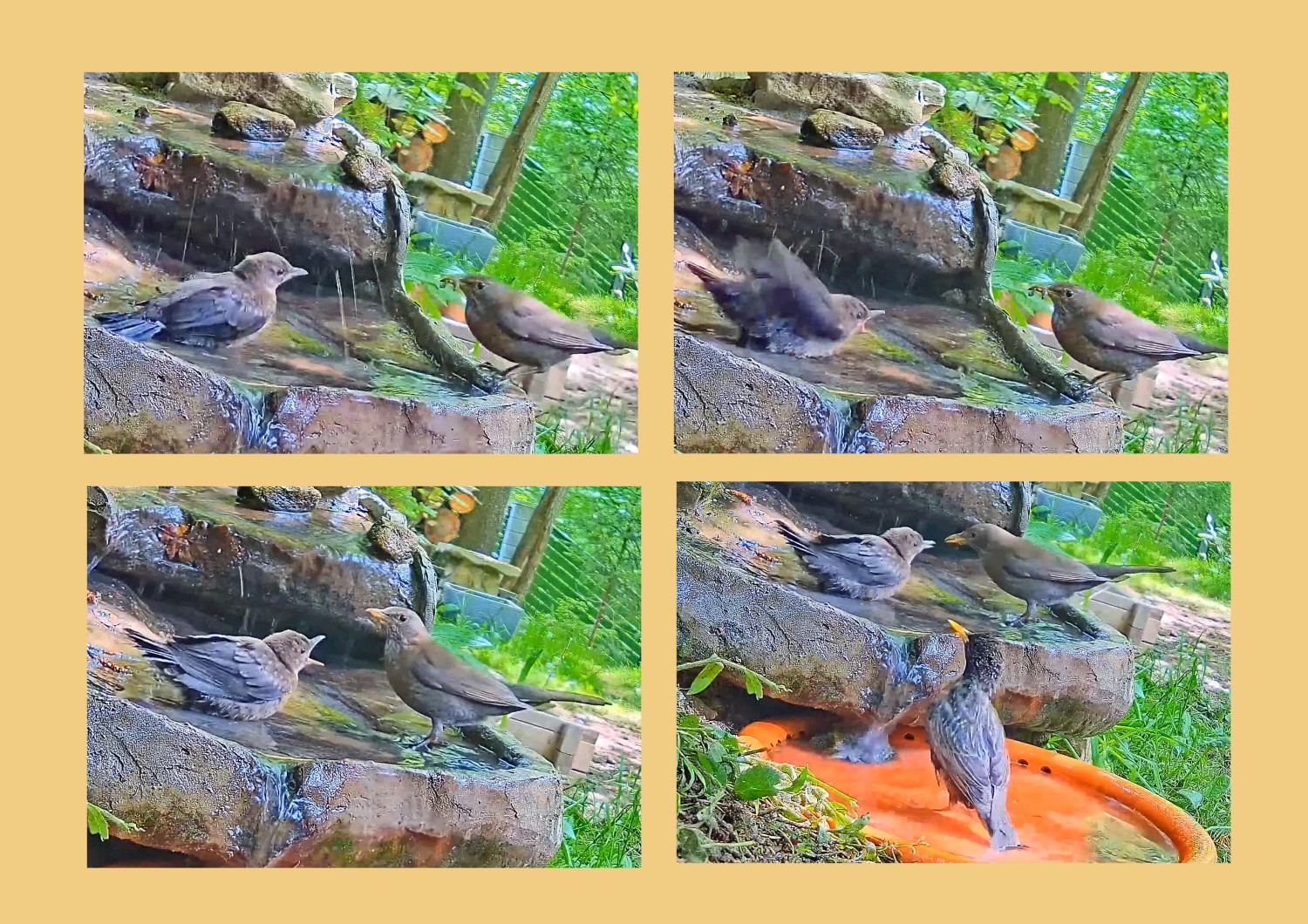 livebirdspoland_8fab41c962b4302352cfff085e69b63d.jpg