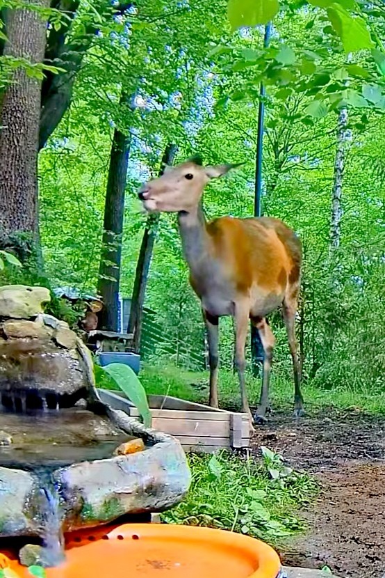 livebirdspoland_d090f298cd07cc07d5290d7d34e48b76.jpg