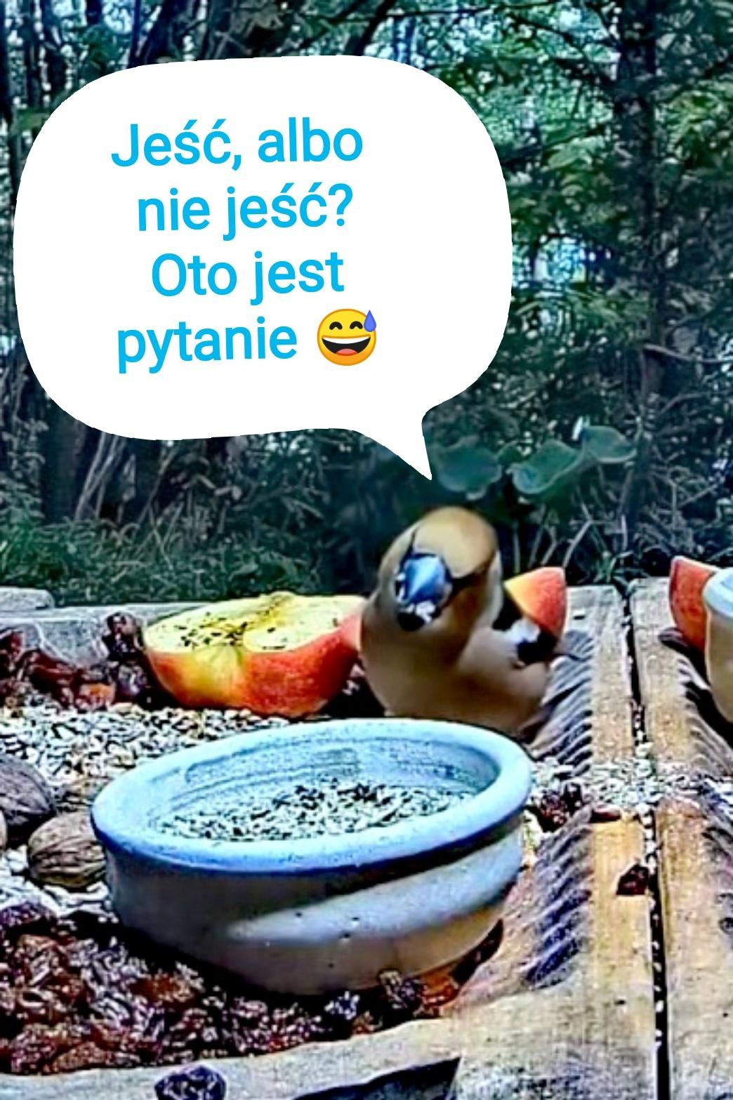 livebirdspoland_64566e8e10712414b9f1f2752eb2f510.jpg