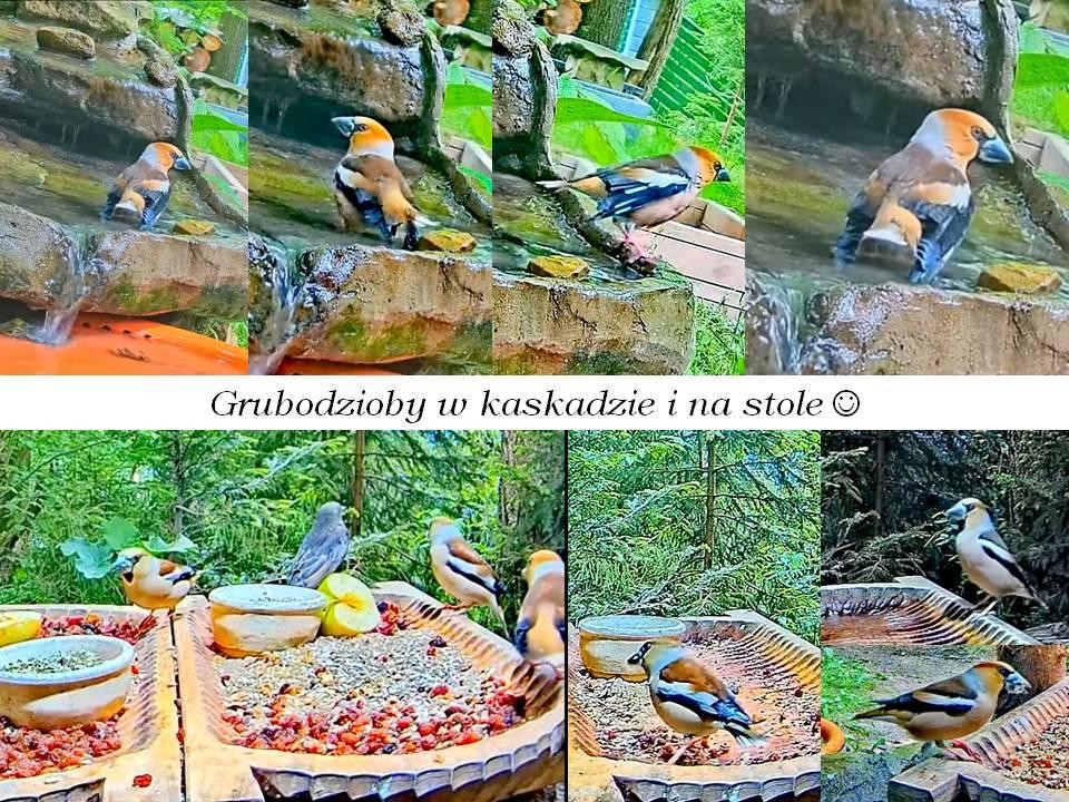 livebirdspoland_abb9ee19c8024486814a79f8bd1b6fec.jpg
