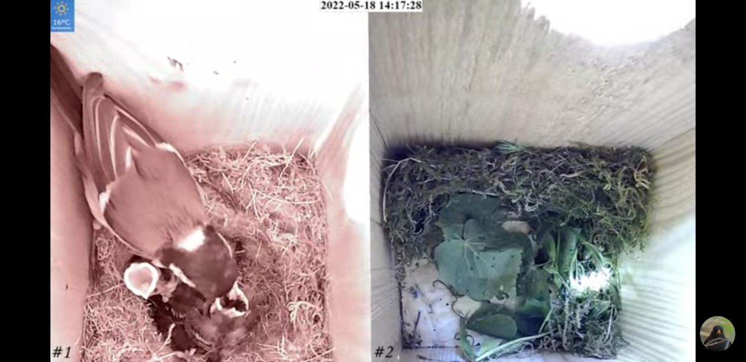 livebirdspoland_4c1a938c6a5514a31e0618274a6acb25.jpg