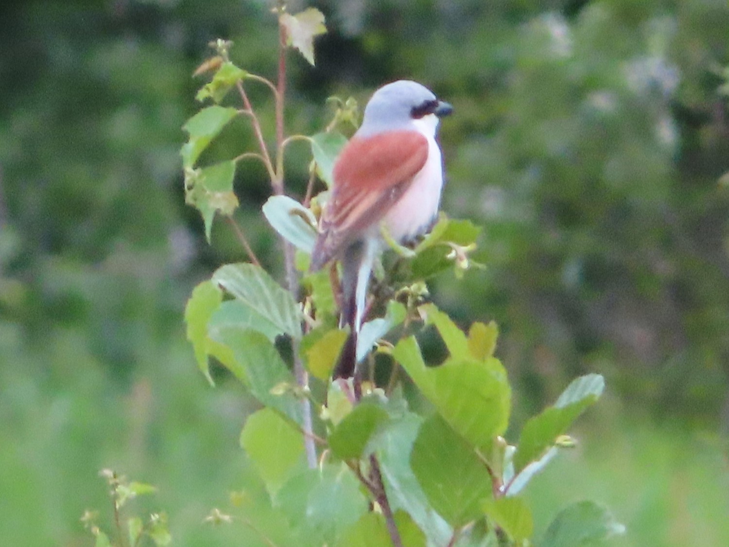 livebirdspoland_71809e6135f911cf74bf910156043459.jpg