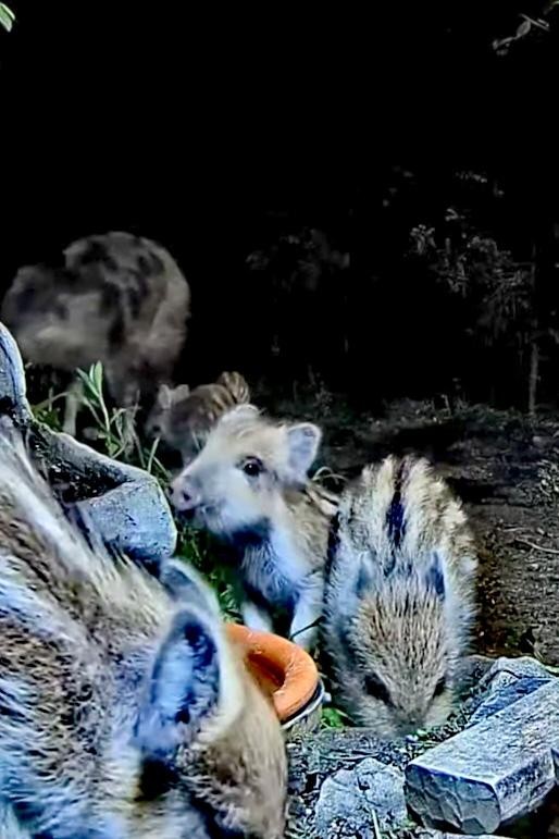 livebirdspoland_d5177de374d378ec6381d910cac5d5f0.jpg