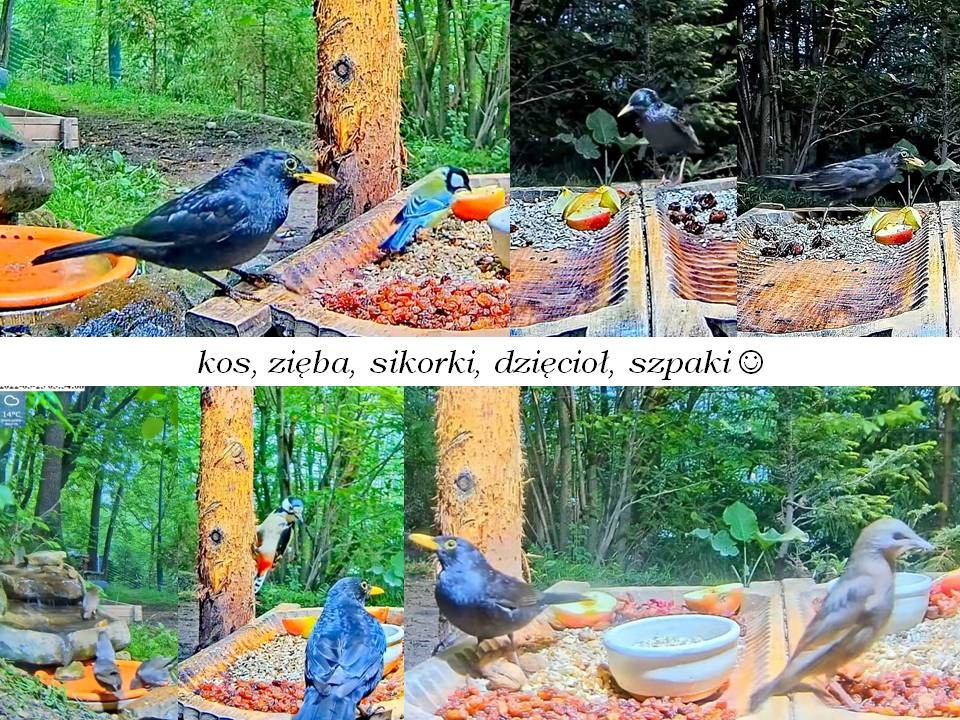 livebirdspoland_675289099ffa9e5b62ce13383c205534.jpg