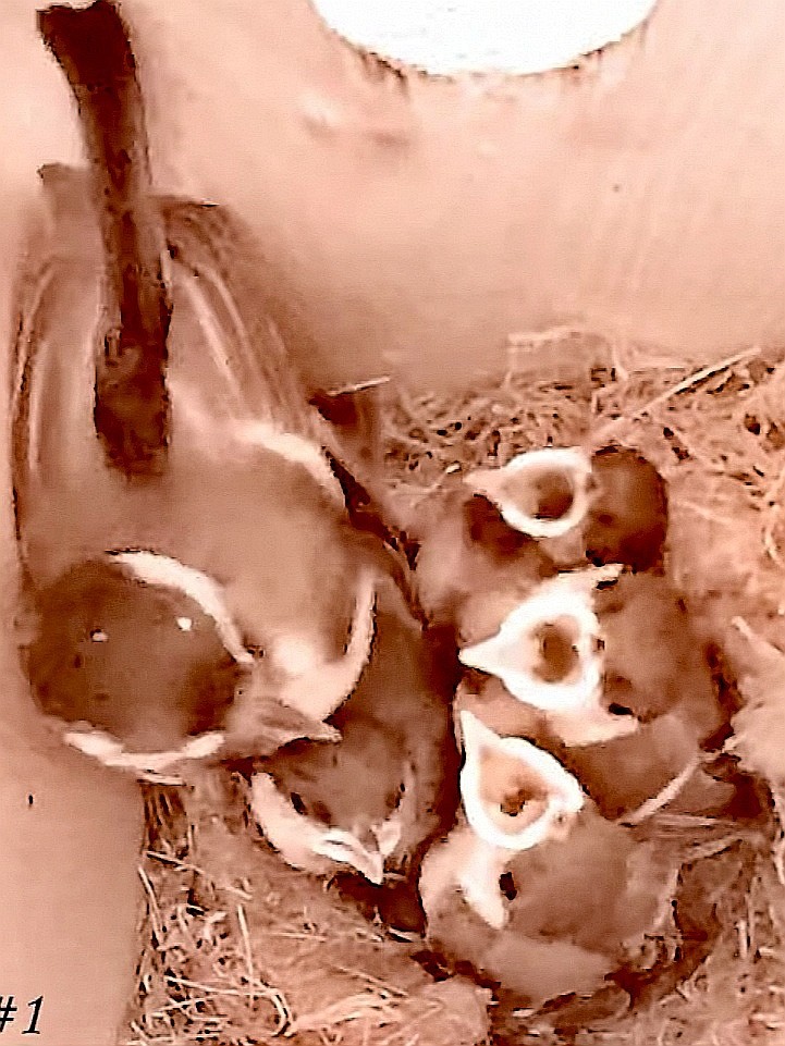 livebirdspoland_04eae7408bd33f623b0e232a7642e548.jpg
