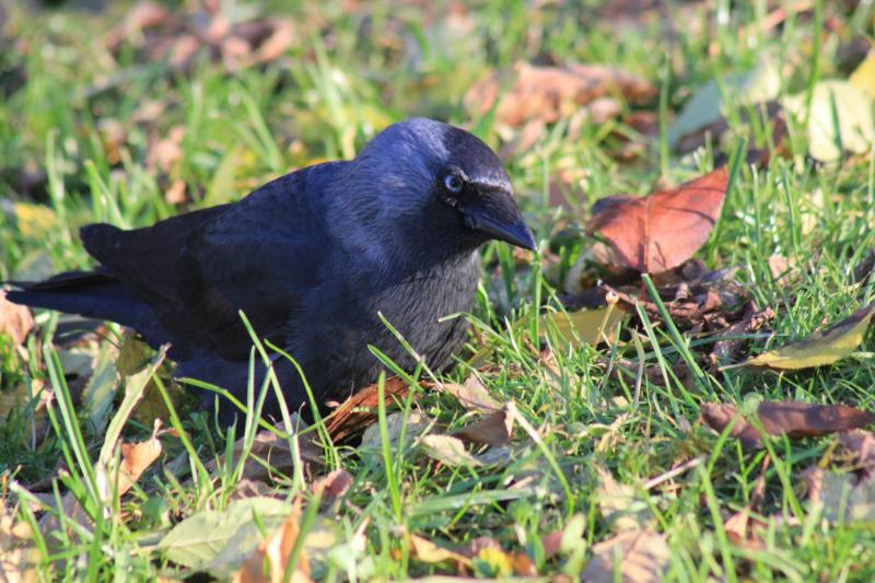 livebirdspoland_d807f9d78677d6e6ff45d23c09d2feea.png