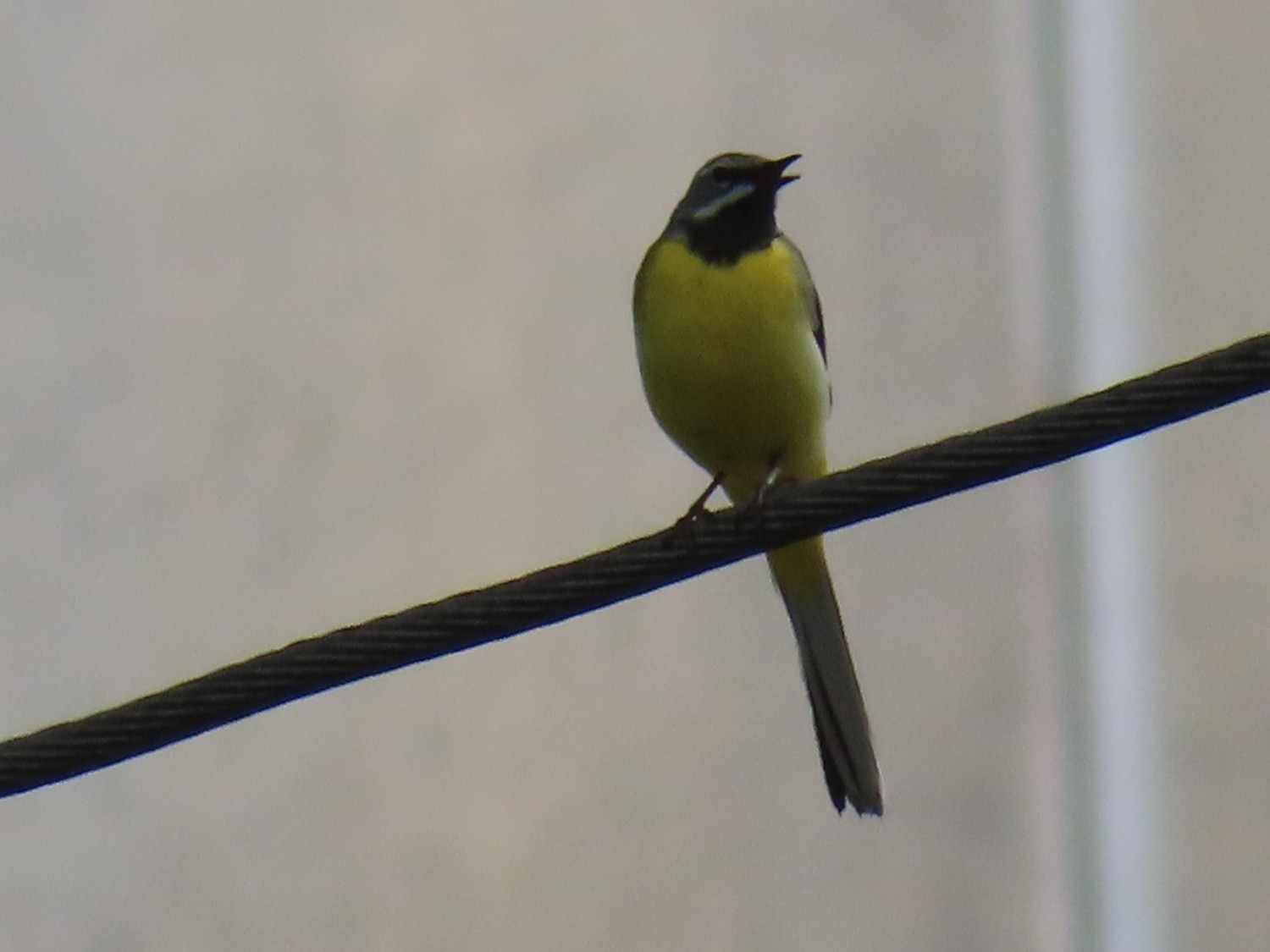 livebirdspoland_7d90b6af2b123a680c97bc6044623af2.jpg