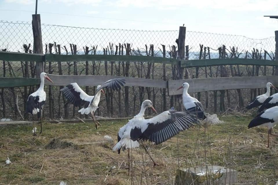 livebirdspoland_17479668d7914c2aabfea4668dec842c.png