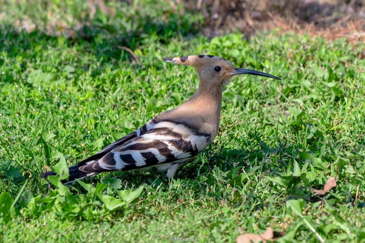 livebirdspoland_f4b13f415b0c34bd4c0d57c4ababb71c.png