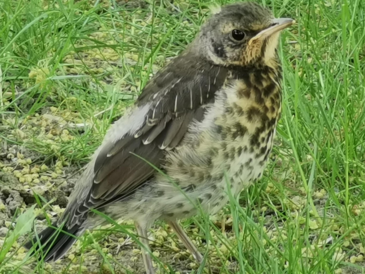 livebirdspoland_df47f999a545bc59e54ace6e8e80d1e9.jpg