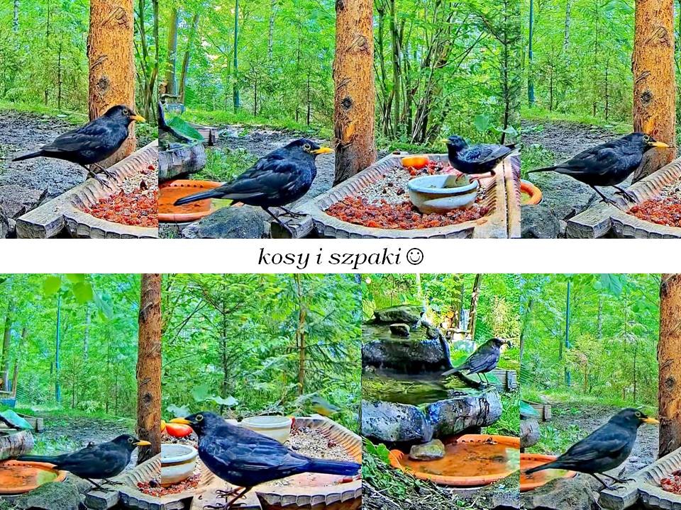 livebirdspoland_0a07af742a15803df5f6029f48eb9bb1.jpg