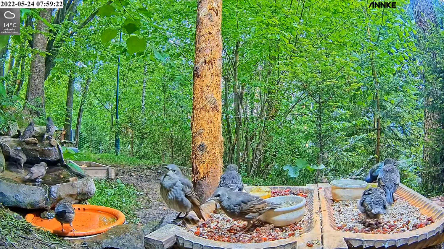 livebirdspoland_ea2253c61c93c74a2a56098fce75ab2d.png