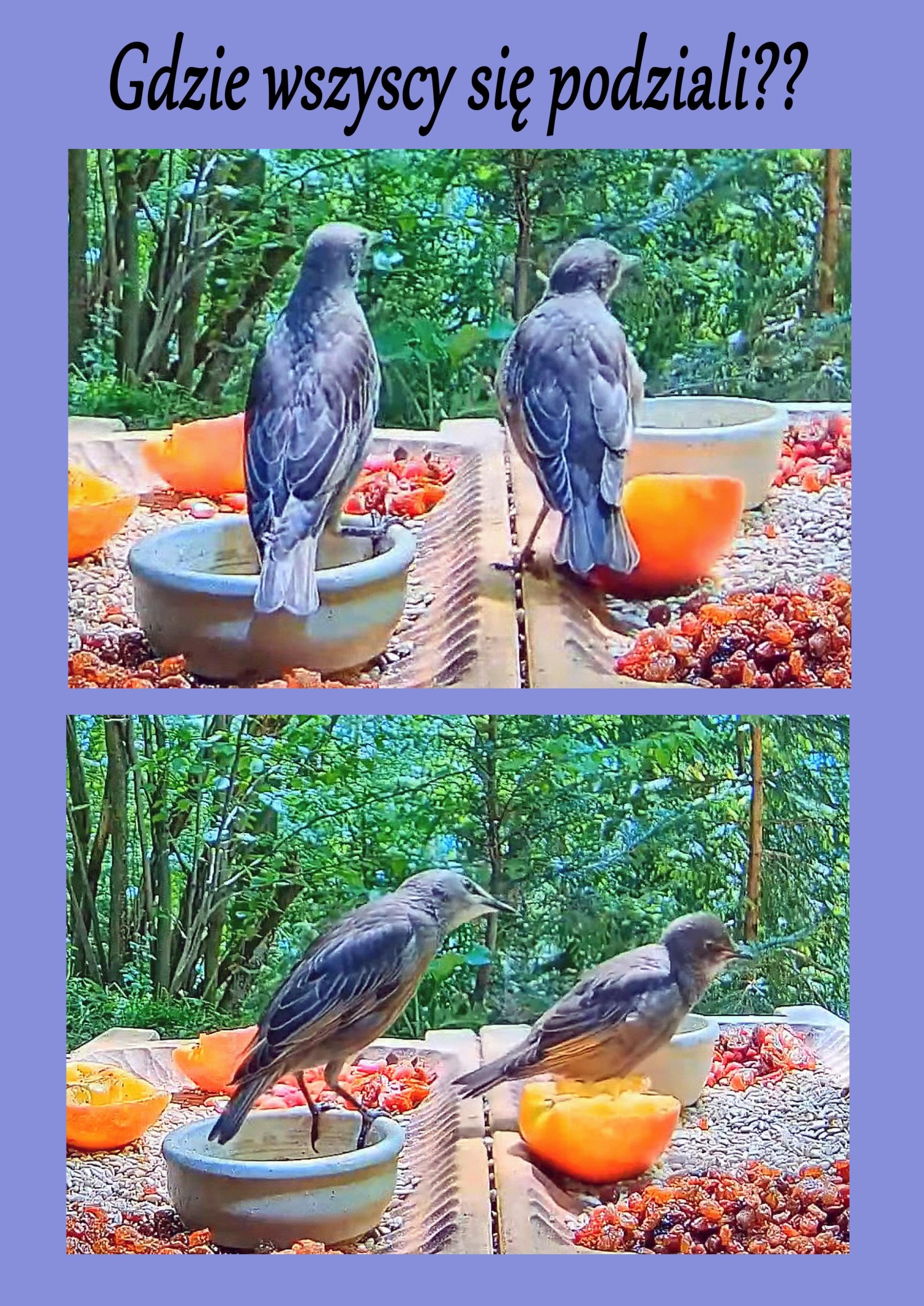 livebirdspoland_ded056789d0666b4c50aa98fa0c6fa02.jpg
