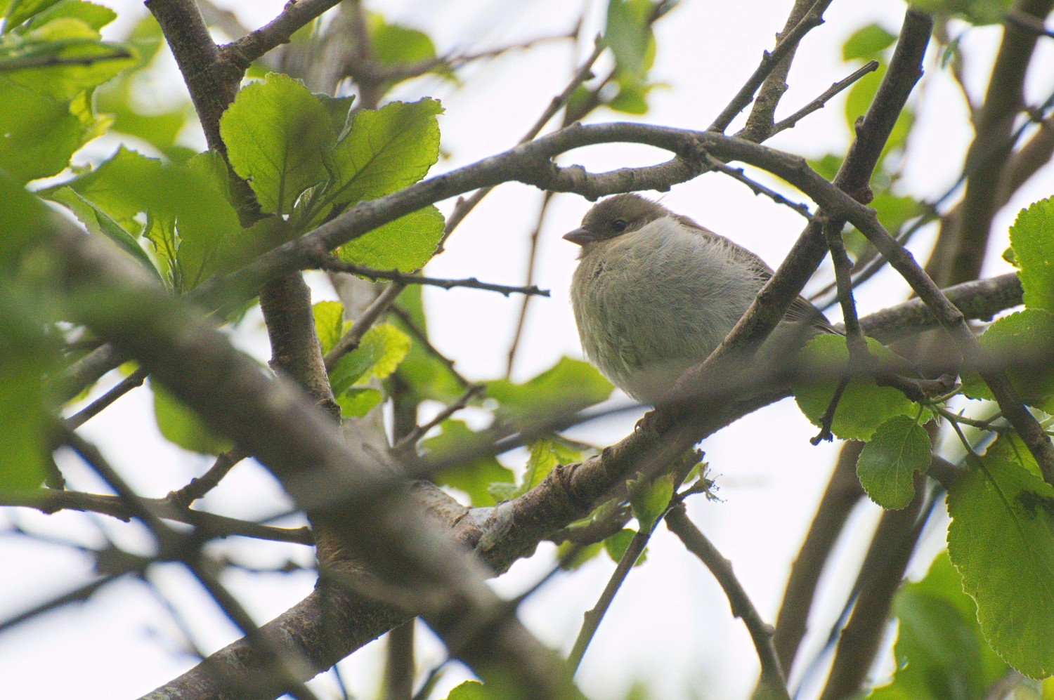 livebirdspoland_b7c2a200f6b07cd6de4f987bd07ea084.jpg