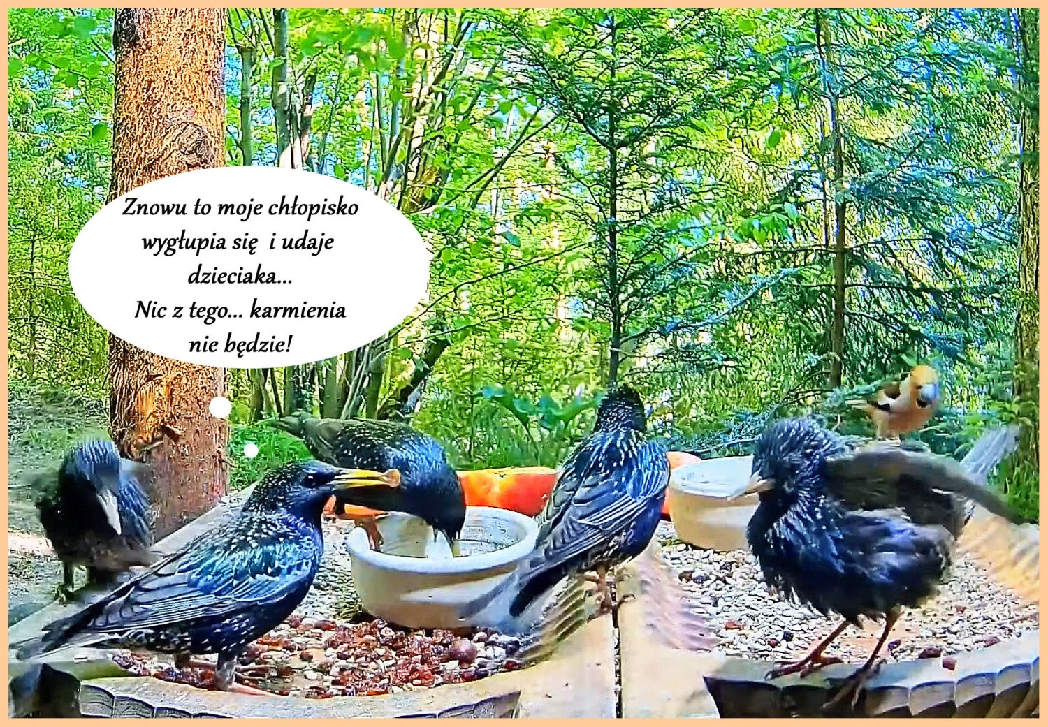 livebirdspoland_525cf0df8a421b7fe215dd9a082245c0.jpg