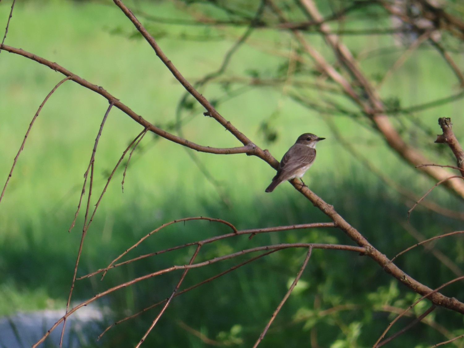 livebirdspoland_66463c4f97b89df25ccf65b00c15edac.jpg