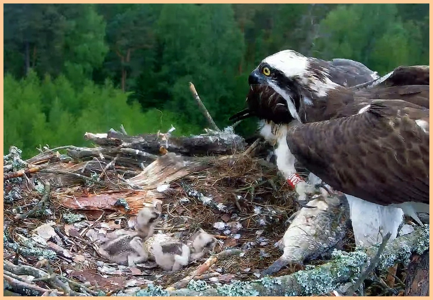 livebirdspoland_9e06493a9a6950e0ec49f7b147b66593.jpg
