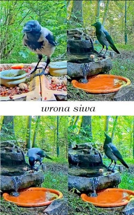 livebirdspoland_19e1588e211c83603edbe1cc139c8fcc.jpg