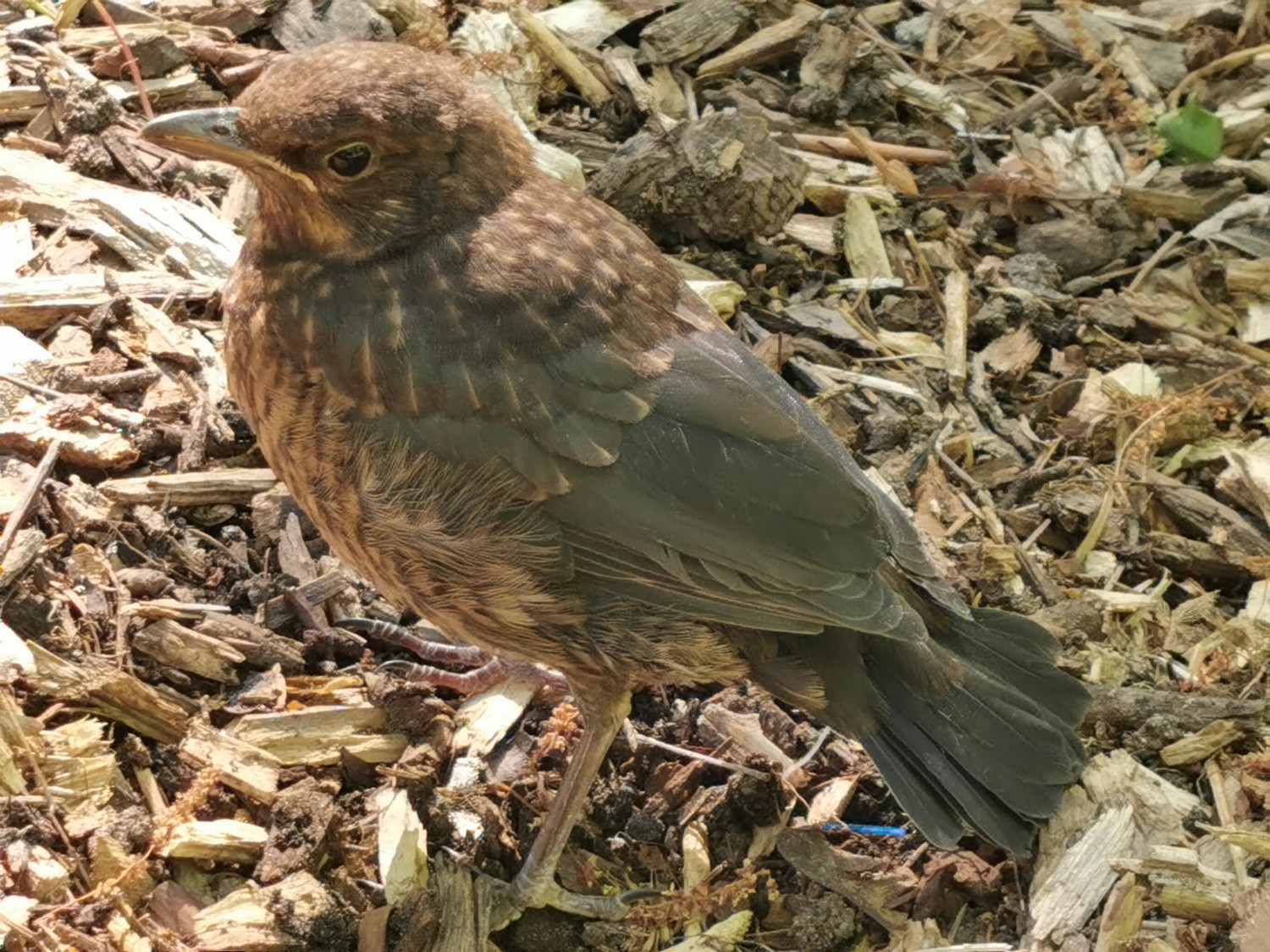 livebirdspoland_0cceeb491368928407c582fbe5ca487d.jpg