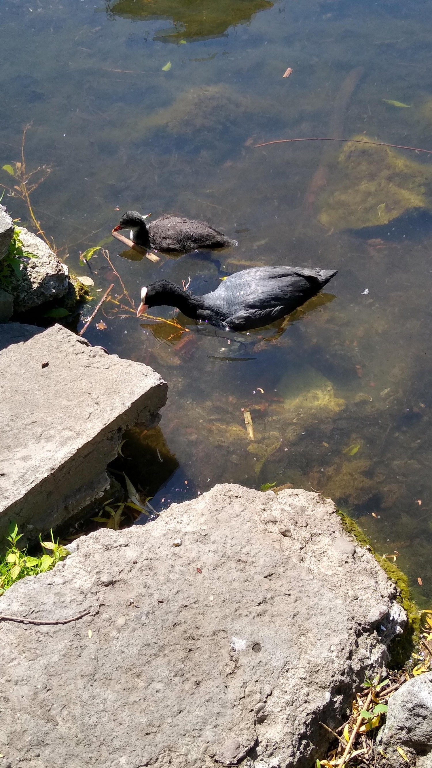 livebirdspoland_6e9c502b3d873d7d5b94469b10a3f335.jpg