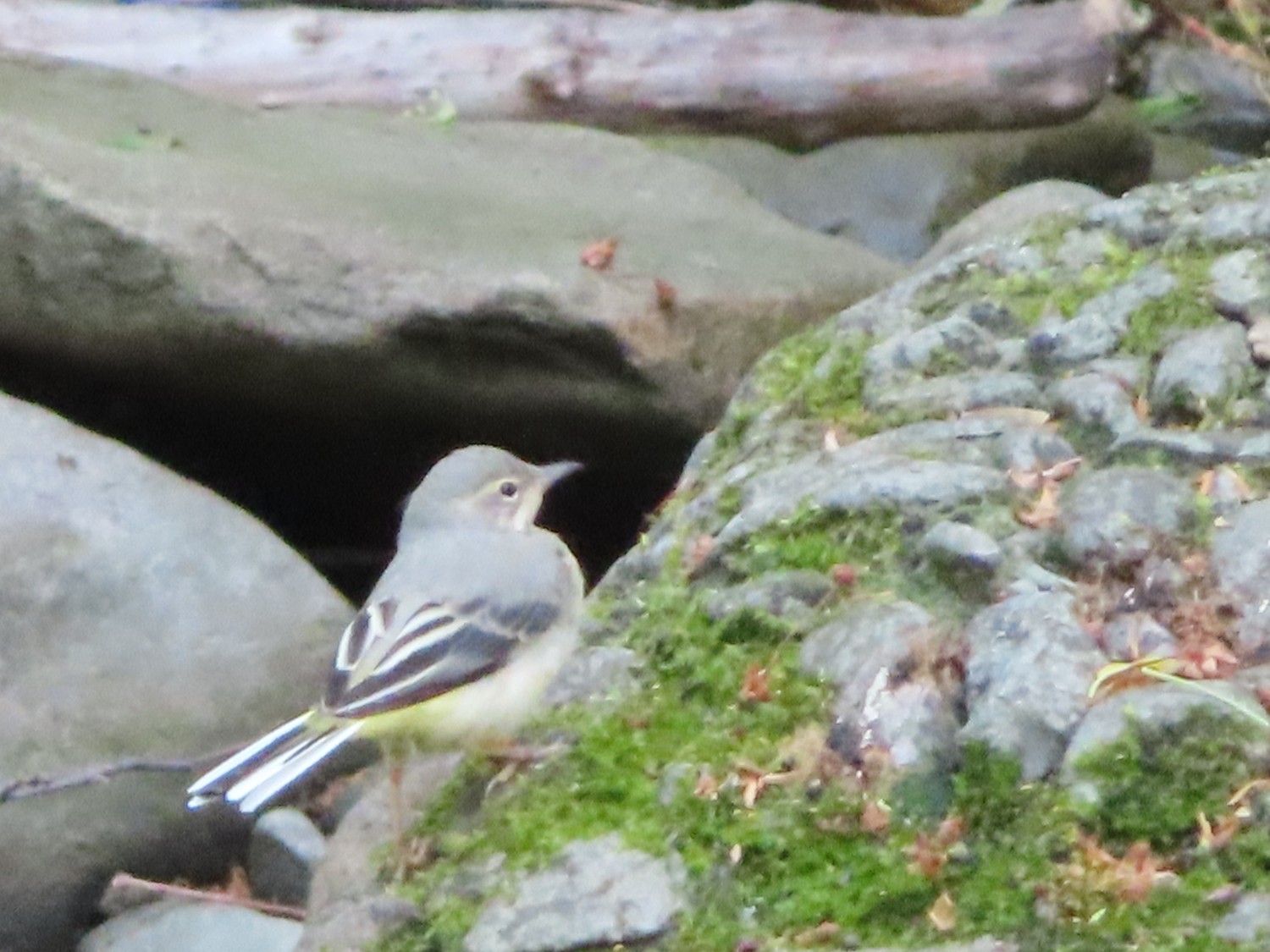livebirdspoland_095eb50d64e9b2ac1ee6a52e56cf860b.jpg