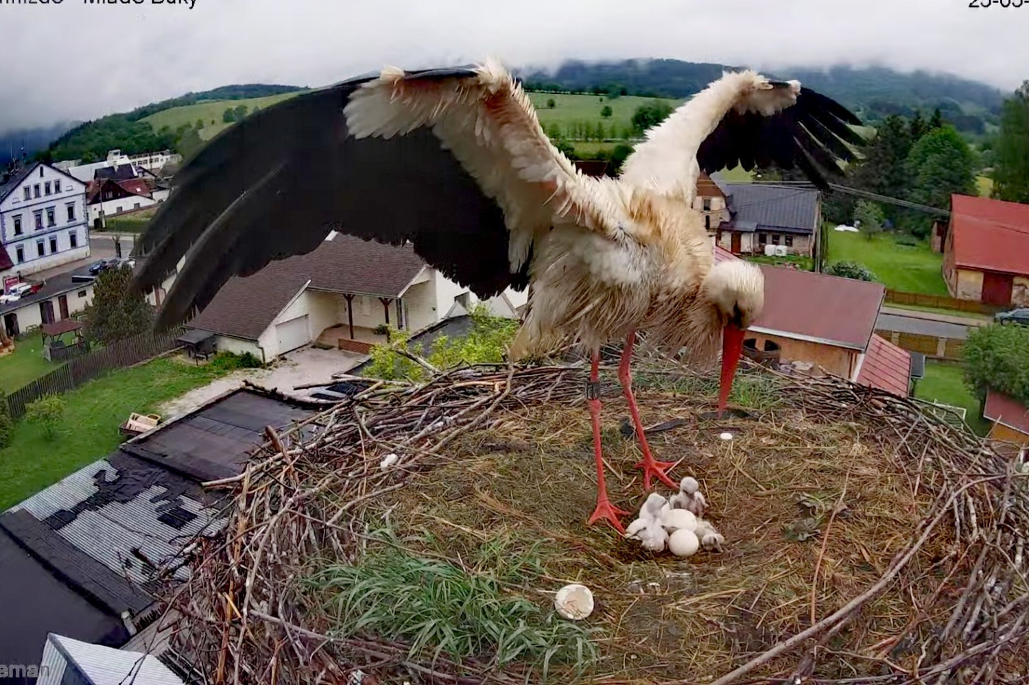 livebirdspoland_a496a62f0c1746b319aa19ac63a03ae1.jpg