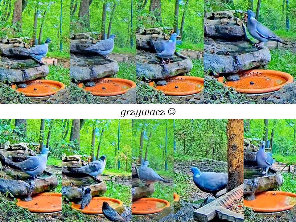 livebirdspoland_9b633e88bc9879c6cd226ad735b0947e.jpg