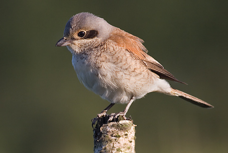livebirdspoland_e42aeeefaca6aaa4a7925e232d8959c6.png