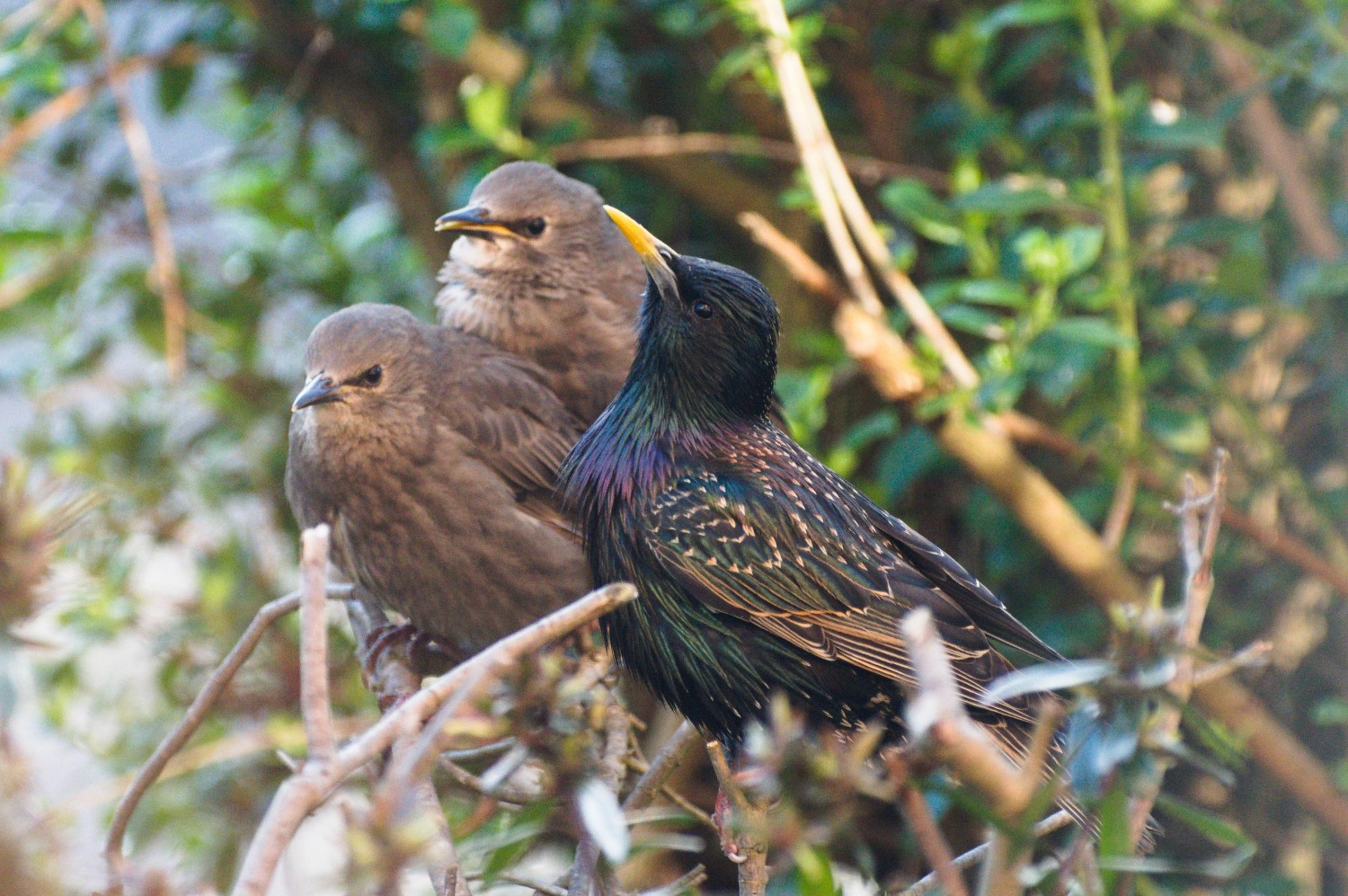 livebirdspoland_8269c927599d42fbf5d04dce5f54e91a.jpg