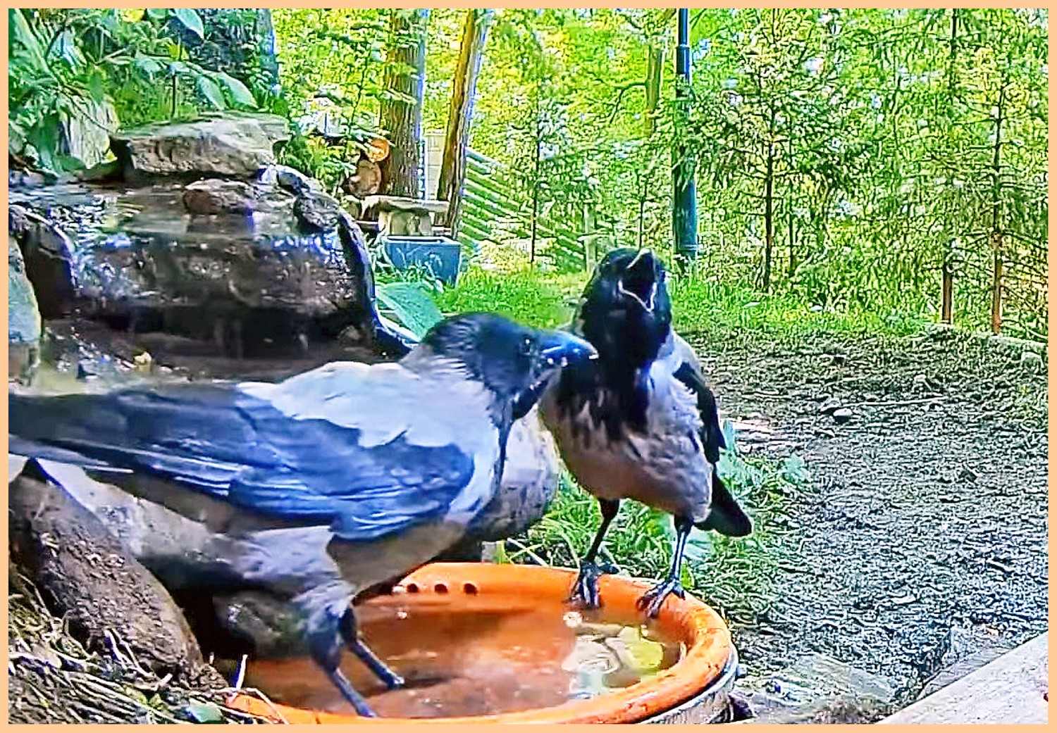 livebirdspoland_8aa1669486d445ed244fbda459515577.jpg