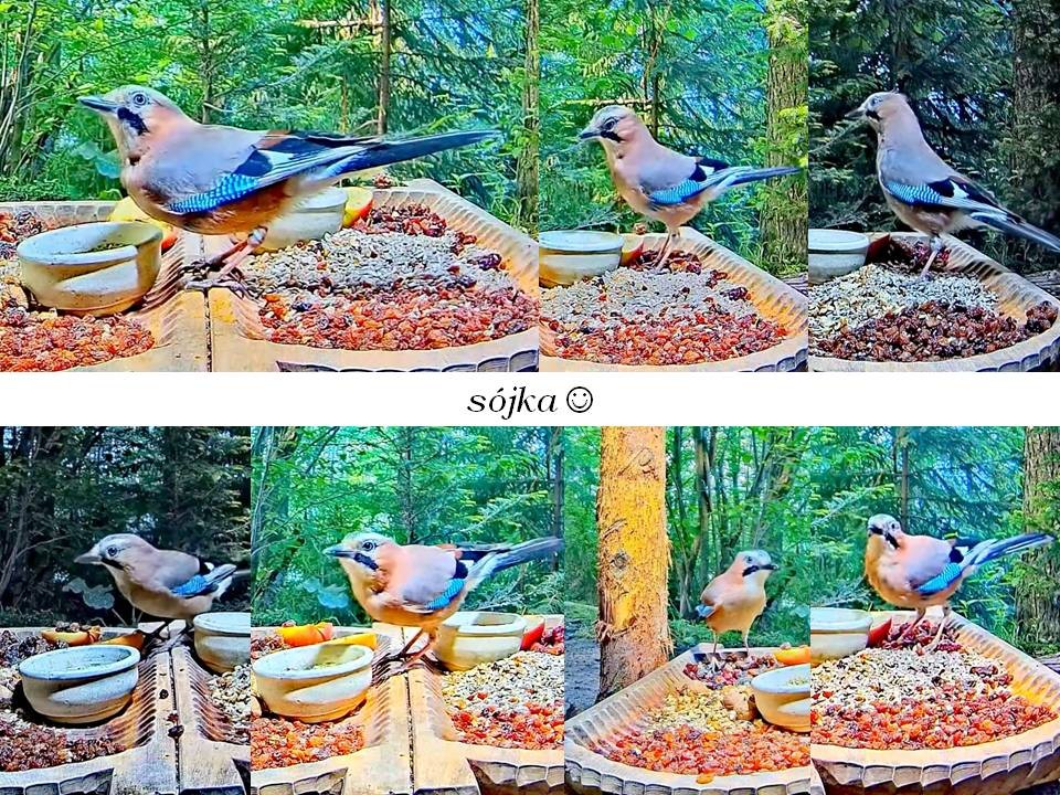 livebirdspoland_dc3823ef6726ec5bce04de3b6694faf6.jpg