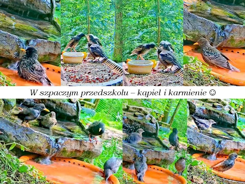 livebirdspoland_47a189ebc2700f45f768cbc7efe578f4.jpg