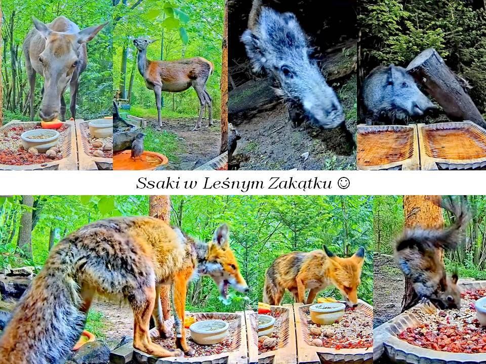 livebirdspoland_ea09d573fa5c97baec6ba2465b201933.jpg