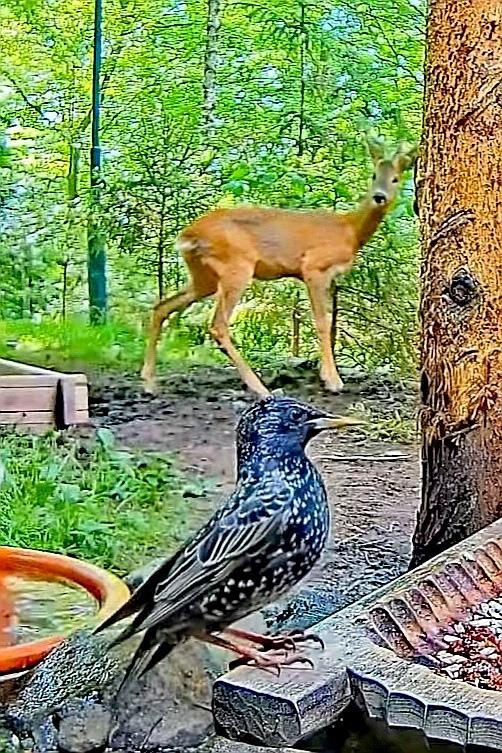 livebirdspoland_84fdbfb03352a01ee0fdf747ae777ce4.jpg